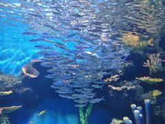 -华夏文旅海洋公园