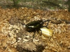 android_upload_pic-上海大自然野生昆虫馆