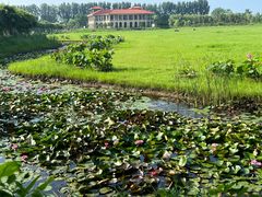 -池杉湖湿地公园