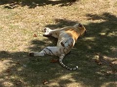 -西霞口神雕山野生动物世界