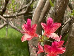 -南汇桃花村