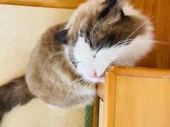 -猫在这儿猫咪咖啡馆·撸猫馆