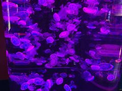 -烟台海昌鲸鲨海洋公园