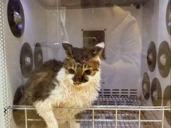 -宠颐生汉谟拉比宠物医院