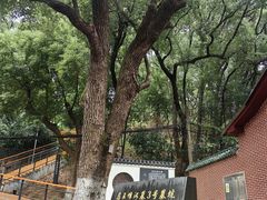 -马王堆汉墓遗址