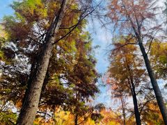 -广富林郊野公园