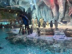 -帝企鹅自助餐厅•儿童岛•真企鹅(长隆企鹅酒店)