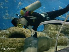 -大连圣亚海洋世界