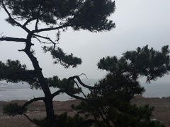 android_upload_pic-八大关景区