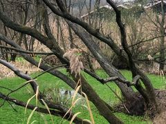 -西湖风景区-江洋畈生态公园