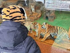 -横道河子东北虎林园