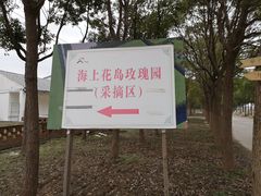 -海上花岛玫瑰园采摘