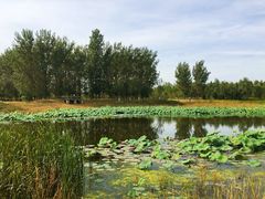 -东郊湿地公园