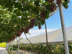 -金谷域澳洲庄园