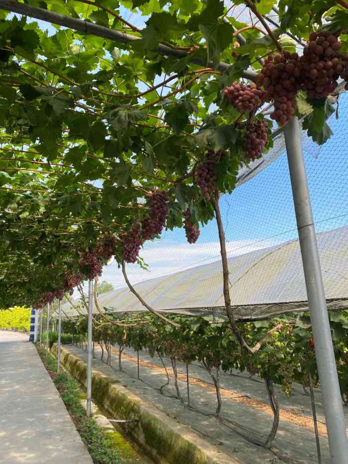 金谷域澳洲庄园-"大邑真是个宝藏地 可以玩攀岩0969♀15.