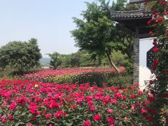 -龙寺生态园