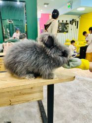 -神奇动物撸宠馆·羊驼·小浣熊·异宠(豫园店)