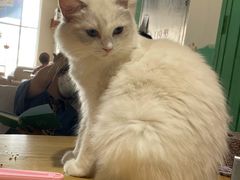 -藏猫猫咖啡主题馆(中央大道店)