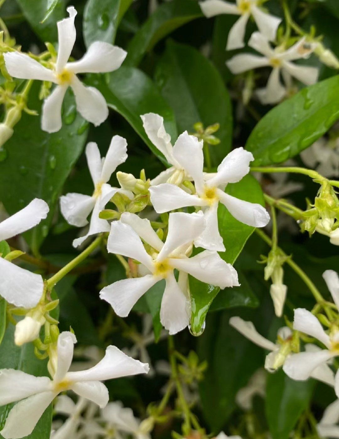 风车茉莉,一种迷人的花卉植物,其花朵洁白