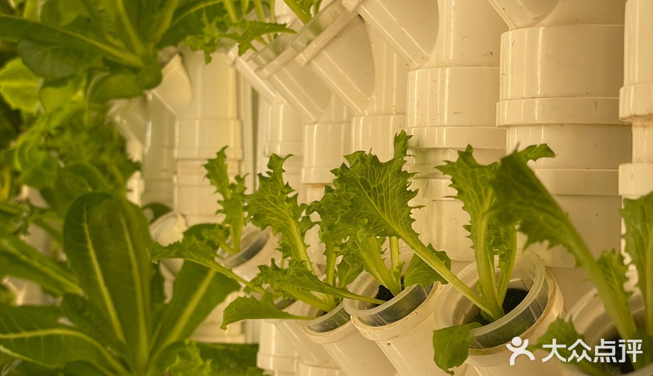 这家店用的是自己种的菜