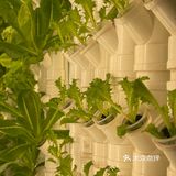 这家店用的是自己种的菜