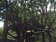 -都江堰中华大熊猫苑