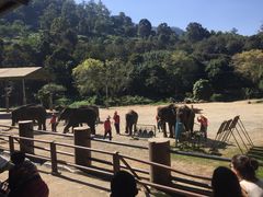 -湄平河大象村