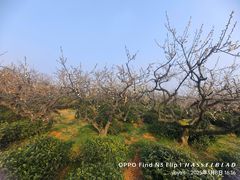 -南京市溧水区傅家边梅花山弄山庄