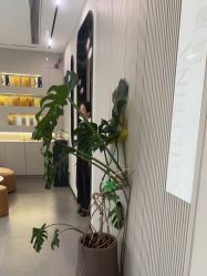 -克丽缇娜