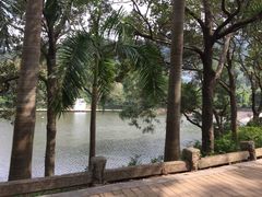 -银湖山郊野公园-相思林