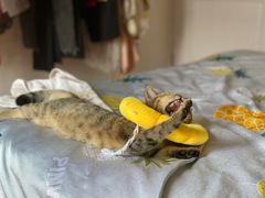 -佳雯宠物医院·皮肤科·内外科(春晓路分院)