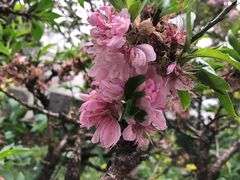 -南汇桃花村