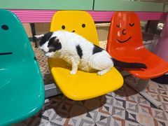 -猫咪博物馆(顶澳仔猫街店)