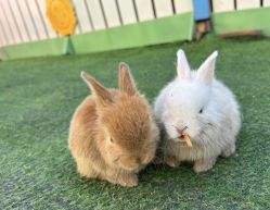 -萌宠亲子动物乐园(槐房万达店)