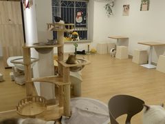 -有喵·猫咖·狗咖·30几只猫10只小狗(岗厦店)