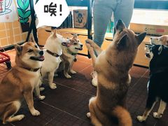 -柴犬高等学院·狗咖·柴犬售卖·宠物训练