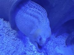 -芜湖新华联大白鲸海洋公园