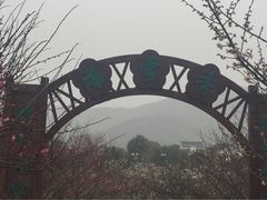香雪海-香雪海