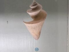 -青岛贝壳博物馆