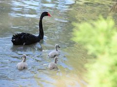 -上海野生动物园