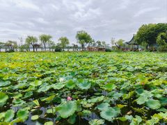 -无锡蠡湖国家湿地公园-蠡园
