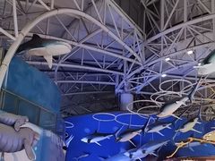 -烟台海昌鲸鲨海洋公园