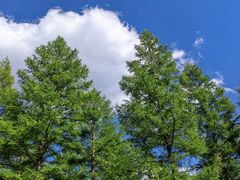 -塞罕坝国家级自然保护区