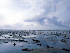 -红树林天天赶海