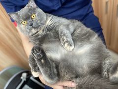 -瑞鹏宠物医院·骨科·猫科·内科(第一中心)