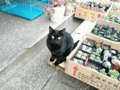 -本溪路花鸟市场(江浦路1709弄小区店)