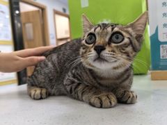 -博特宠物医院24h犬猫全科.骨科·异宠