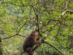 猴子-西岭雪山大飞水景区