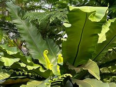 -国家植物园南园