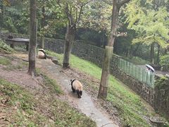 -都江堰中华大熊猫苑